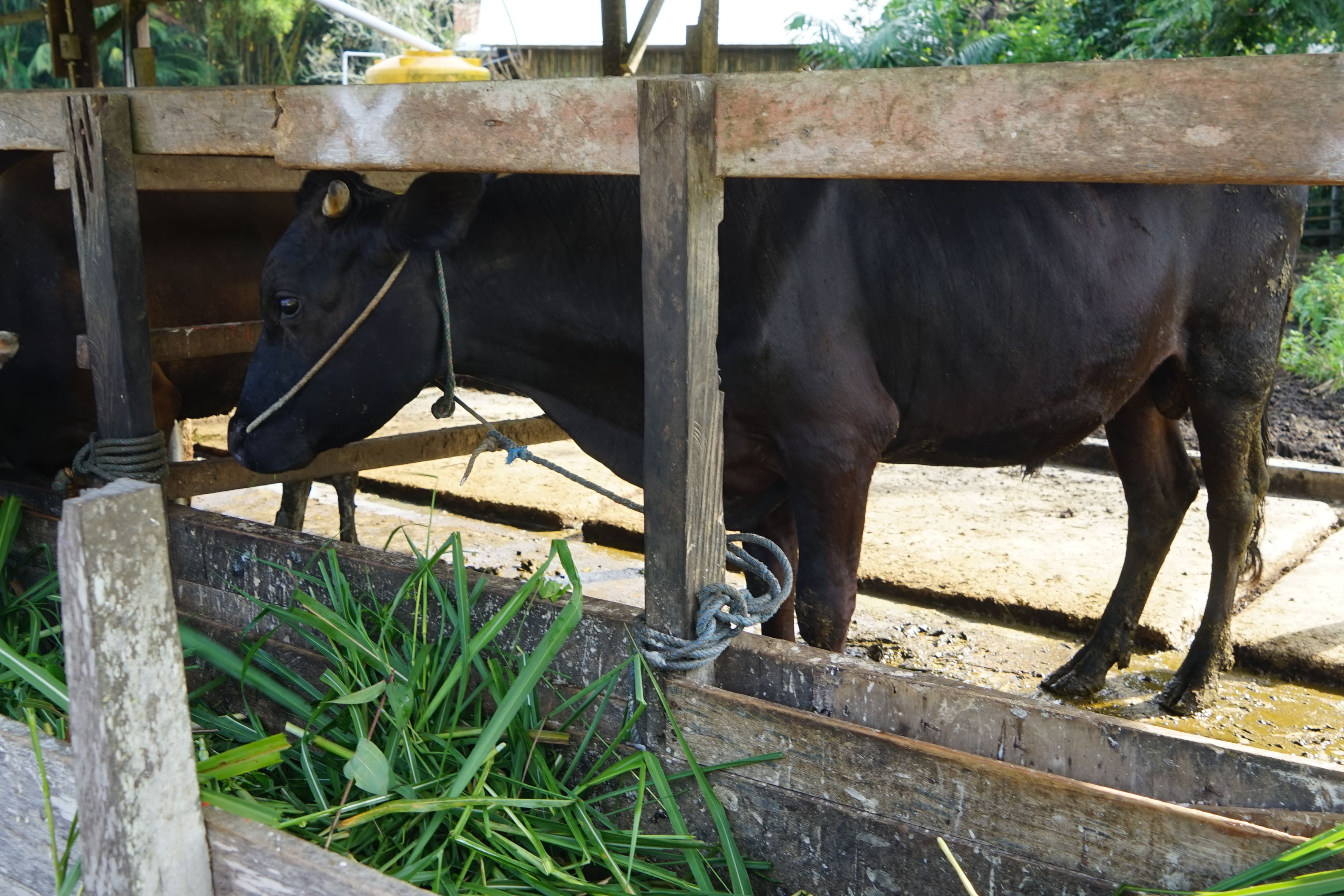 [ganti nama sapi]